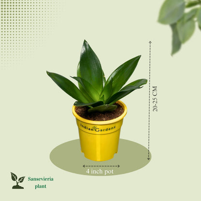 Sansevieria Plant with Premium Pot Indoor Plant