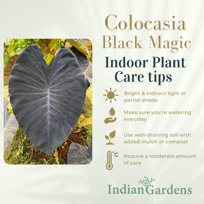 Colocasia Black Magic