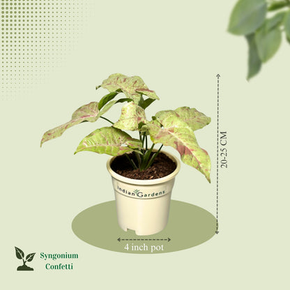 Syngonium Confetti with Premium Pot Indoor Plant