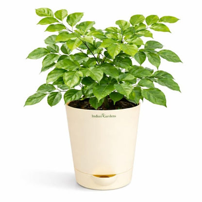 Indian Gardens – China Doll Indoor Live Plant | 4 Inch Self Watering Pot | Lush Green Decorative Houseplant | Easy to Grow | Ideal for Indoor Home Decor Plant