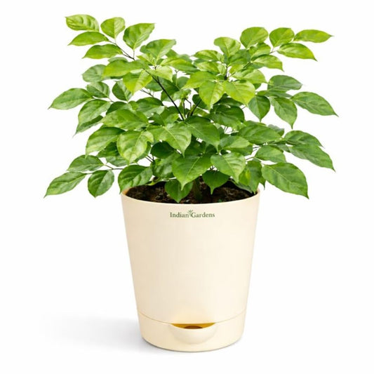 Indian Gardens – China Doll Indoor Live Plant | 4 Inch Self Watering Pot | Lush Green Decorative Houseplant | Easy to Grow | Ideal for Indoor Home Decor Plant