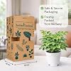 Indian Gardens – China Doll Indoor Live Plant | 4 Inch Self Watering Pot | Lush Green Decorative Houseplant | Easy to Grow | Ideal for Indoor Home Decor Plant