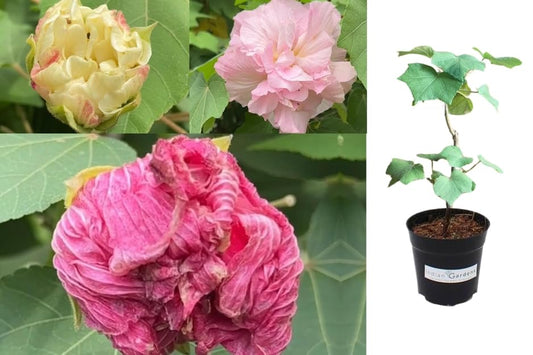 Confederate Rose (Changing Rose) Healthy Flower Plant 6 inch pot