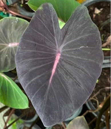 Colocasia Violet Fantastic