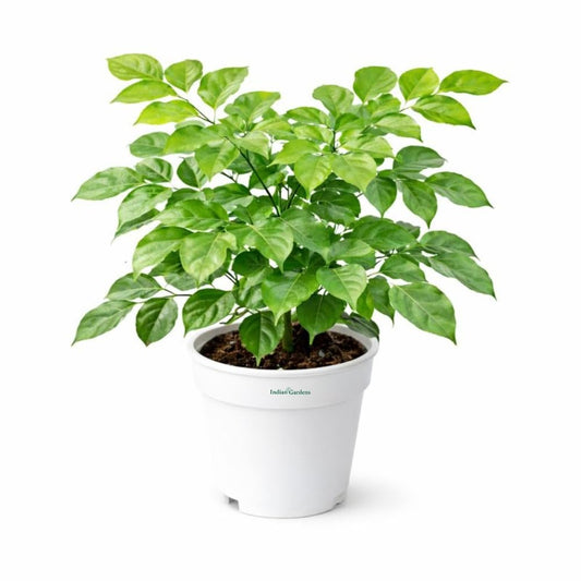 Indian Gardens – China Doll Indoor Live Plant | 4 Inch Pot | Lush Green Decorative Houseplant | Easy to Grow | Ideal for Indoor Home Decor Plant
