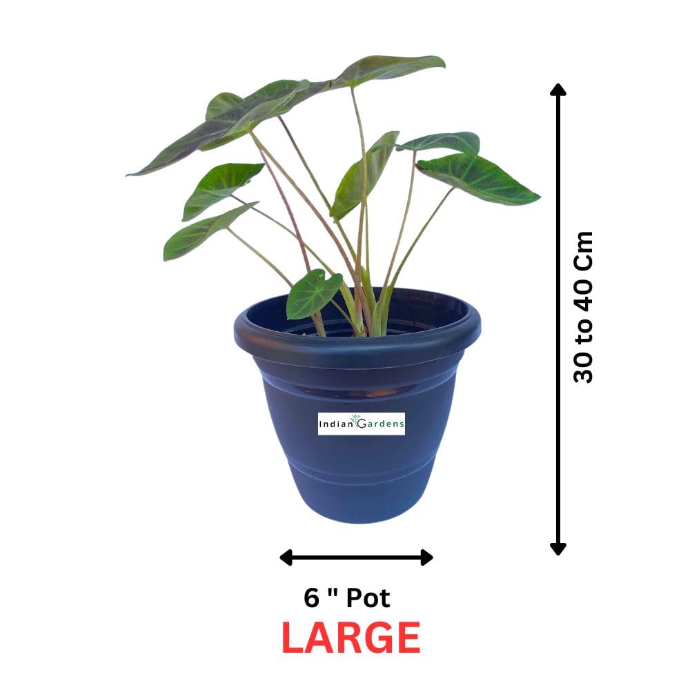 Colocasia Coal Minor