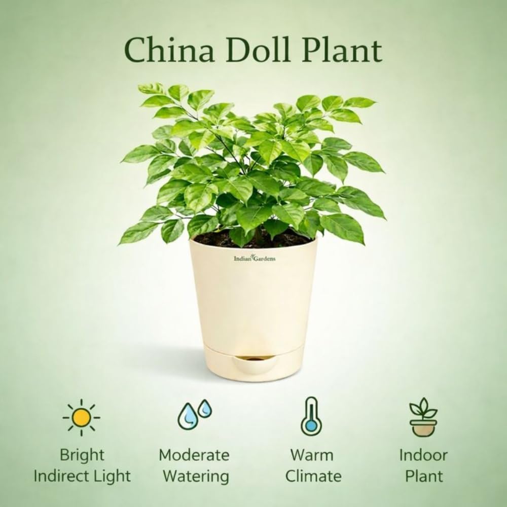 Indian Gardens – China Doll Indoor Live Plant | 4 Inch Self Watering Pot | Lush Green Decorative Houseplant | Easy to Grow | Ideal for Indoor Home Decor Plant
