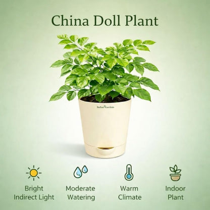 Indian Gardens – China Doll Indoor Live Plant | 4 Inch Self Watering Pot | Lush Green Decorative Houseplant | Easy to Grow | Ideal for Indoor Home Decor Plant