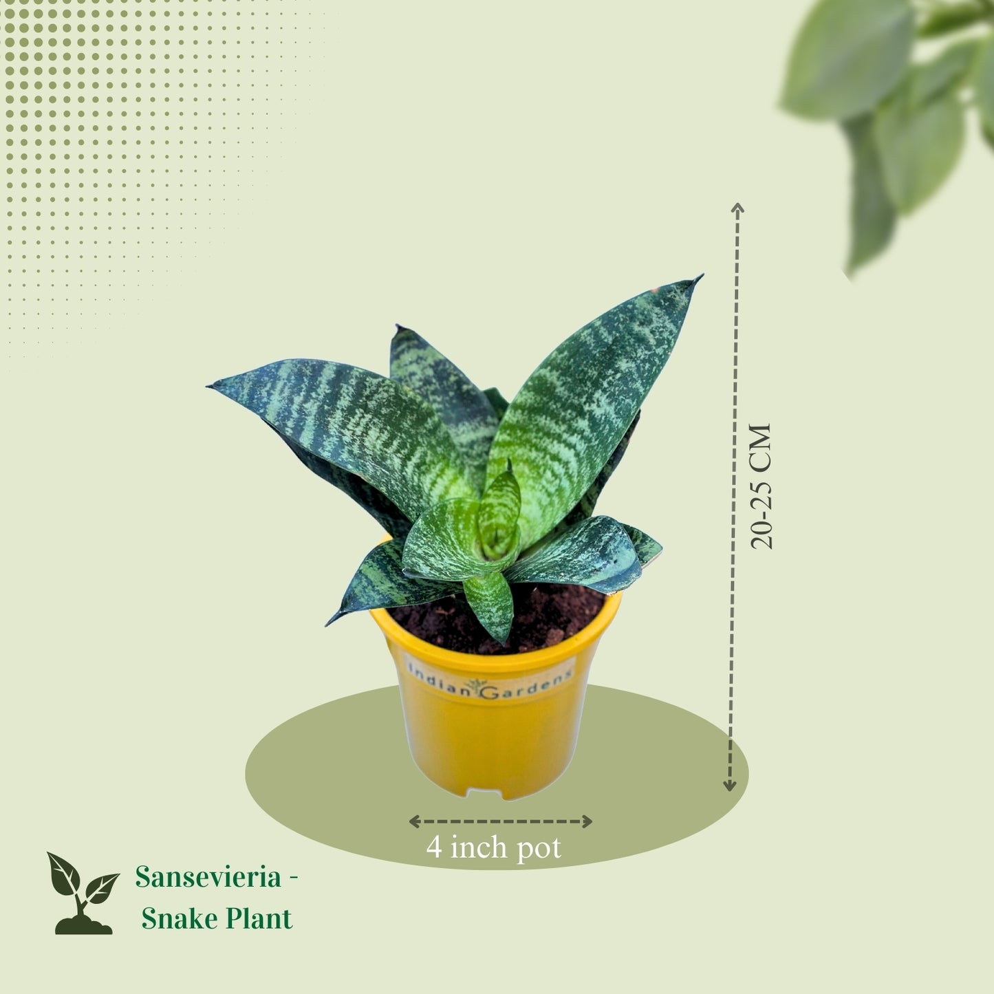 Sansevieria- Snake Plant with Premium Pot Indoor Plant