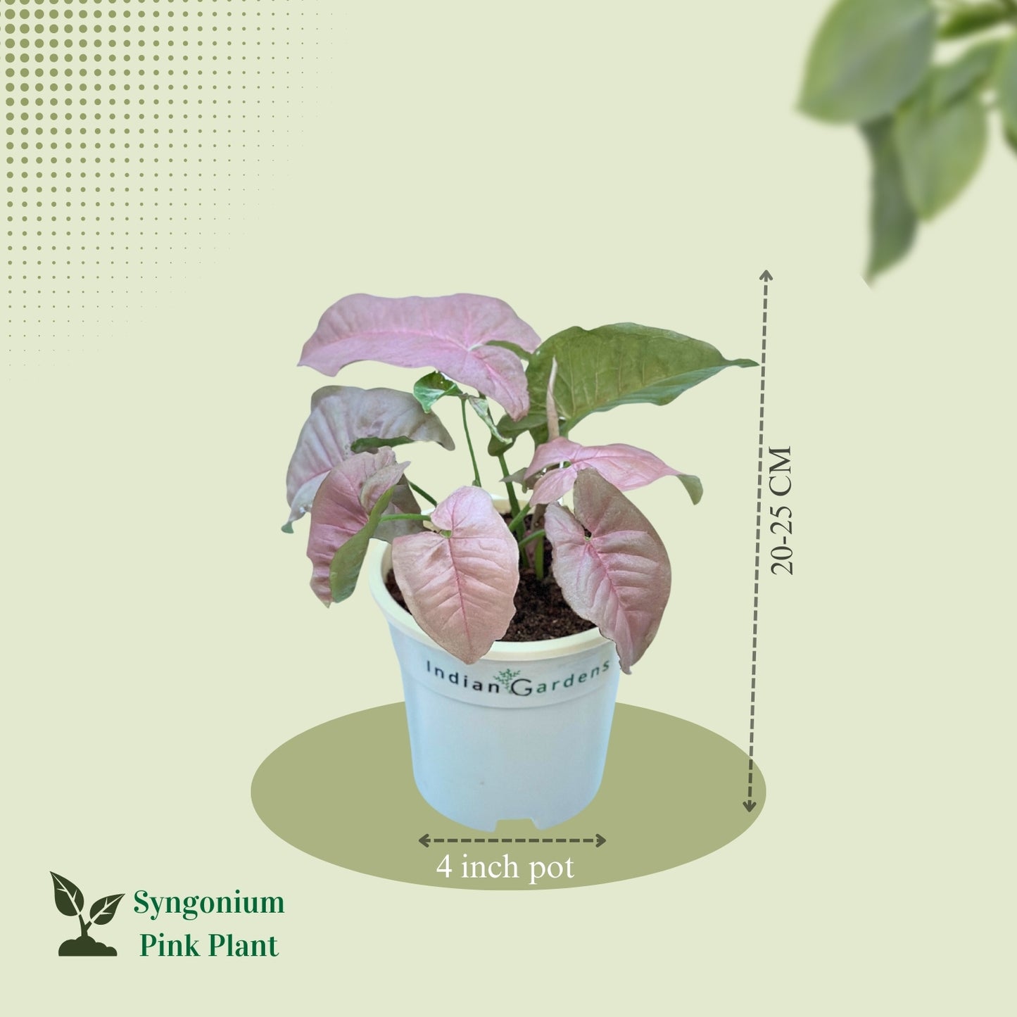 Syngonium Pink with Premium Pot Indoor Plant