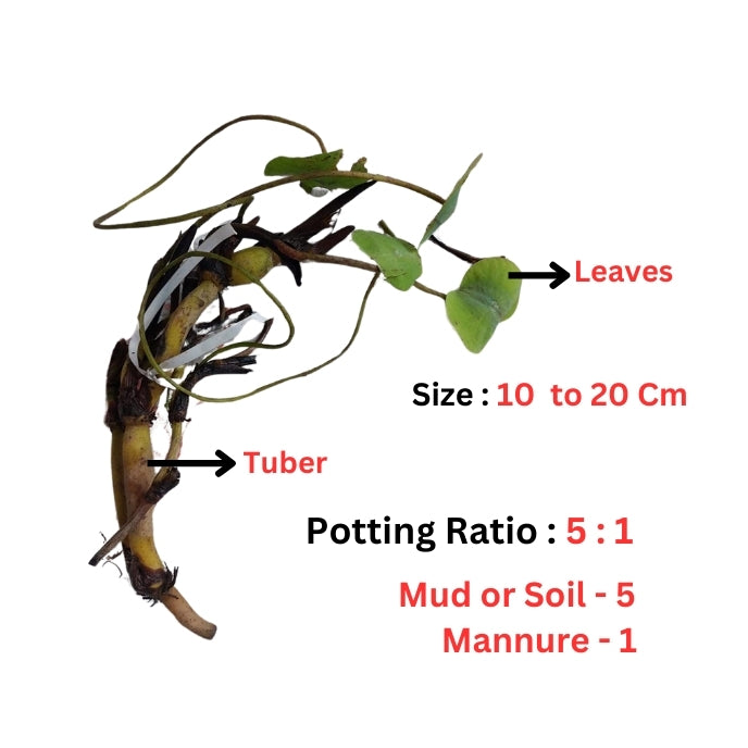 Mangala Payum Lotus Lotus ( code 21 )