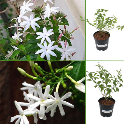 Colour Kakatan & Nithiyamalli