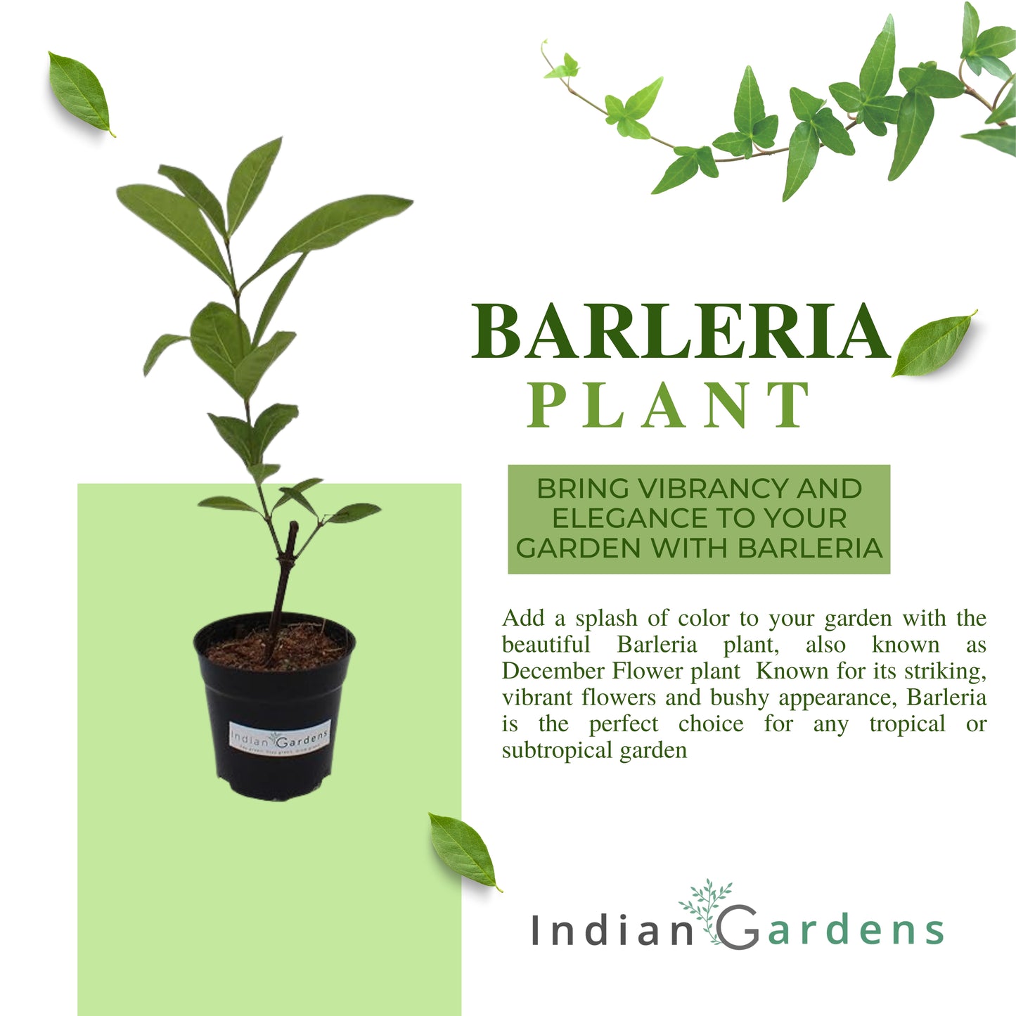 Barleria (two colour)