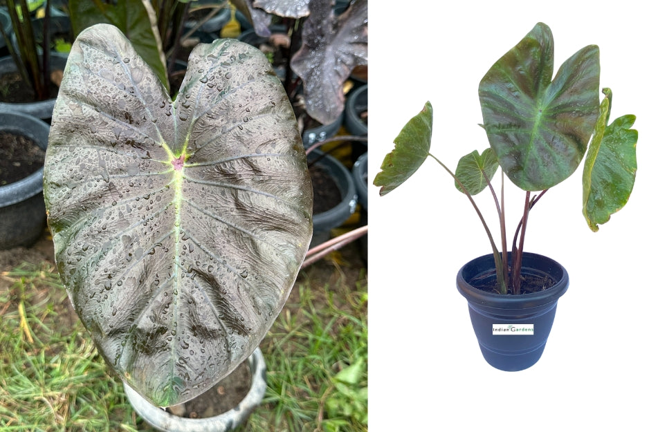 Colocasia Scarp Hub