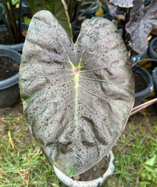 Colocasia Scarp Hub