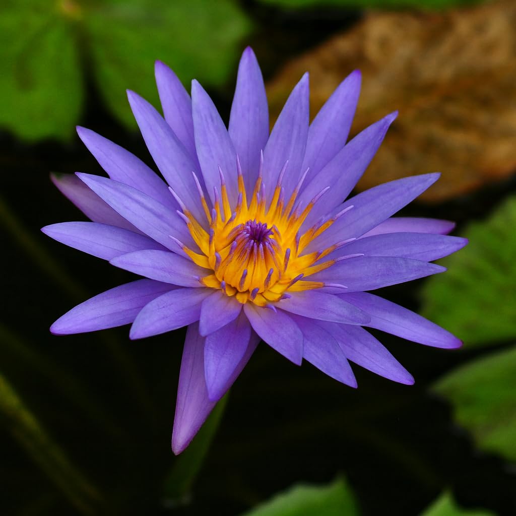Waterlily ( Pure Blue  ) ( Code 7 )
