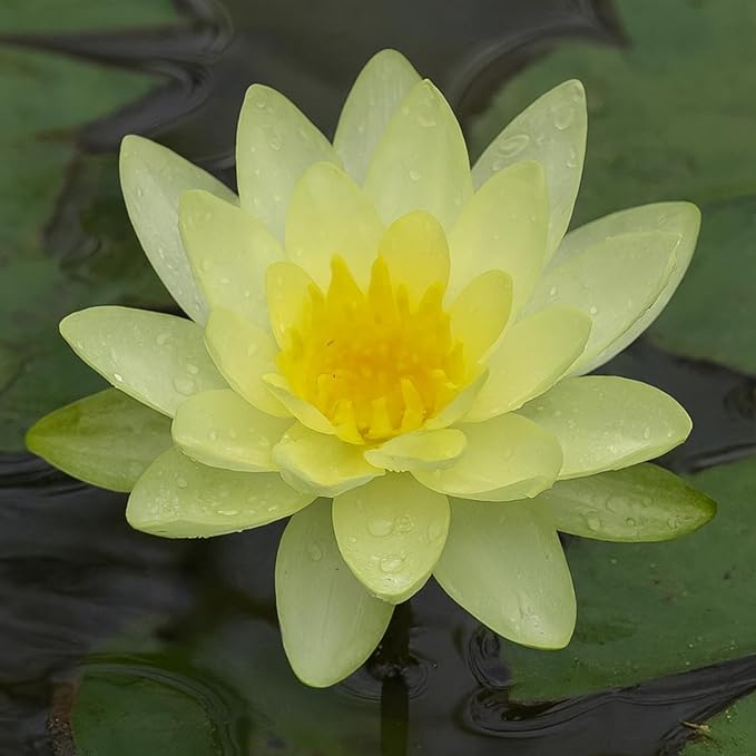 Waterlily ( Yellow ) ( Code 2 )