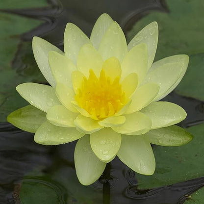 Waterlily ( Yellow ) ( Code 2 )