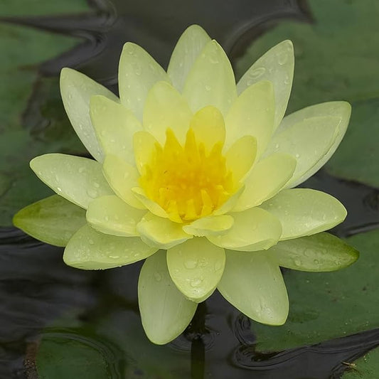Waterlily ( Yellow ) ( Code 2 )