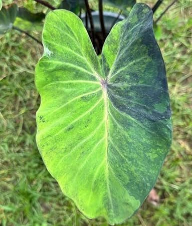 Colocasia Black Marble