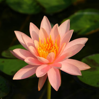 Waterlily (peach) (Code 1)