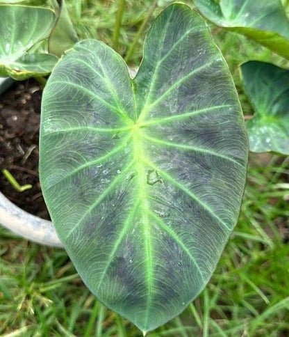 Colocasia Aloha