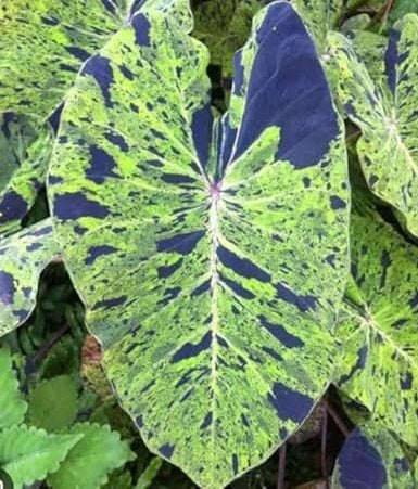 Colocasia Mojito