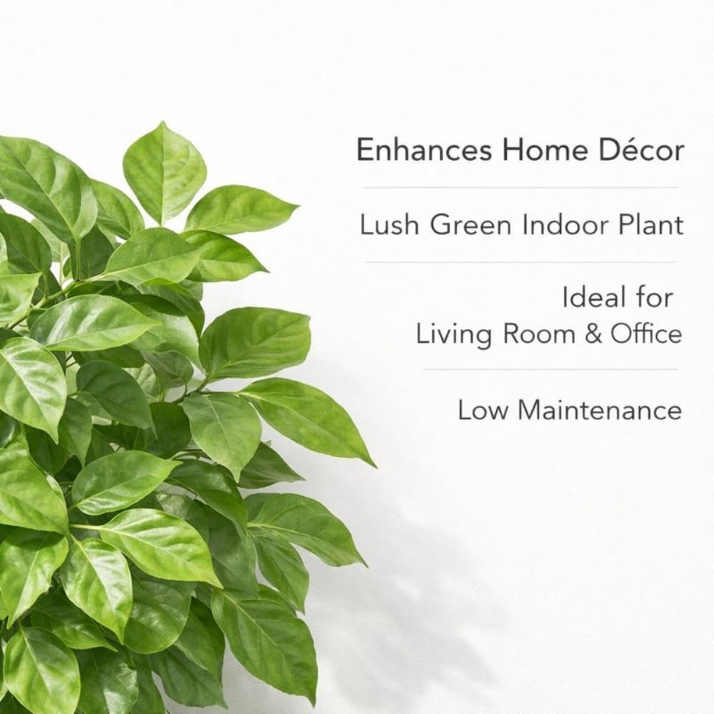 Indian Gardens – China Doll Indoor Live Plant | 4 Inch Pot | Lush Green Decorative Houseplant | Easy to Grow | Ideal for Indoor Home Decor Plant