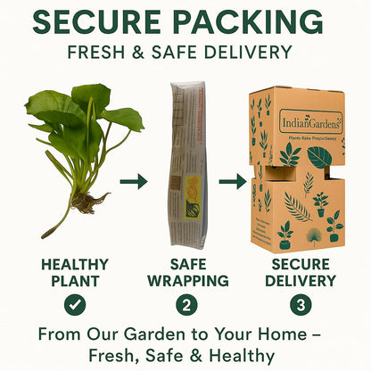 Waterlily ( Orange with White ) ( Code 5 )