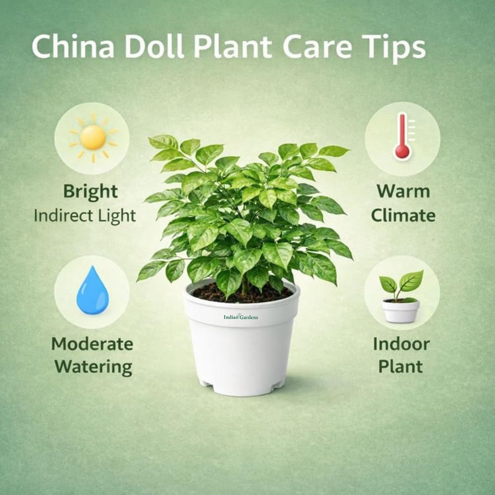 Indian Gardens – China Doll Indoor Live Plant | 4 Inch Pot | Lush Green Decorative Houseplant | Easy to Grow | Ideal for Indoor Home Decor Plant