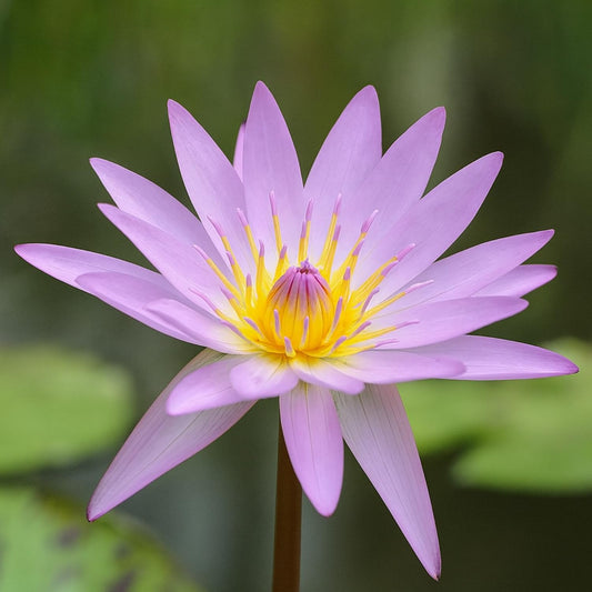 Waterlily ( Light Pink ) ( Code 11 )