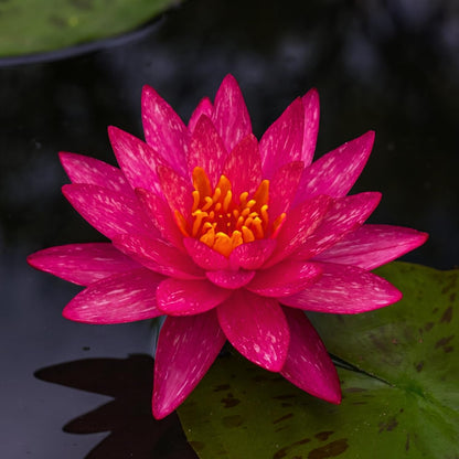 Waterlily ( Orange with White ) ( Code 5 )