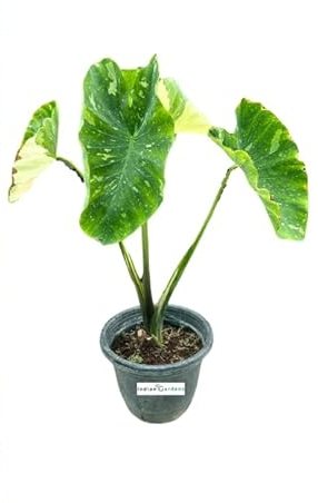 Colocasia Milky Way