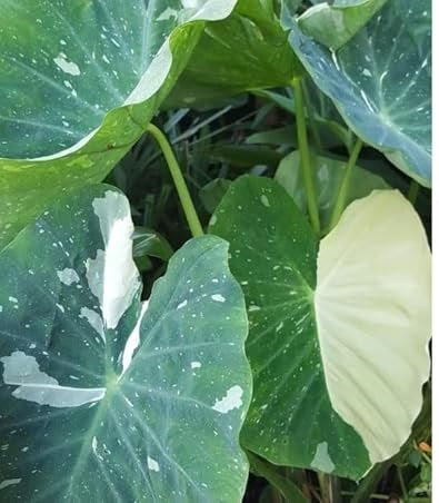 Colocasia Milky Way