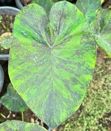 Colocasia Emerald Galaxy