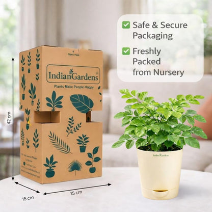 Indian Gardens – China Doll Indoor Live Plant | 4 Inch Self Watering Pot | Lush Green Decorative Houseplant | Easy to Grow | Ideal for Indoor Home Decor Plant