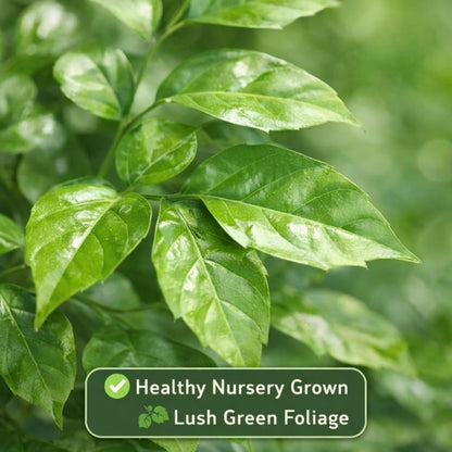 Indian Gardens – China Doll Indoor Live Plant | 4 Inch Self Watering Pot | Lush Green Decorative Houseplant | Easy to Grow | Ideal for Indoor Home Decor Plant