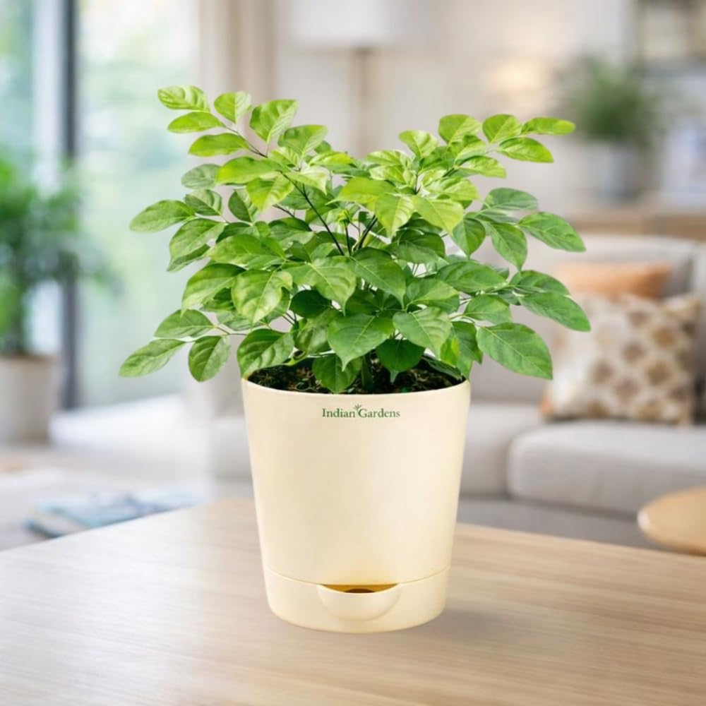 Indian Gardens – China Doll Indoor Live Plant | 4 Inch Self Watering Pot | Lush Green Decorative Houseplant | Easy to Grow | Ideal for Indoor Home Decor Plant
