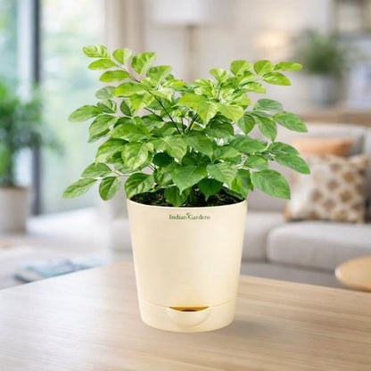 Indian Gardens – China Doll Indoor Live Plant | 4 Inch Self Watering Pot | Lush Green Decorative Houseplant | Easy to Grow | Ideal for Indoor Home Decor Plant