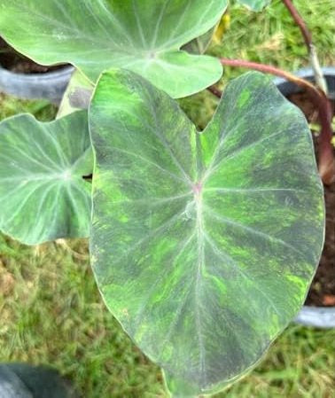 Colocasia Mid Night