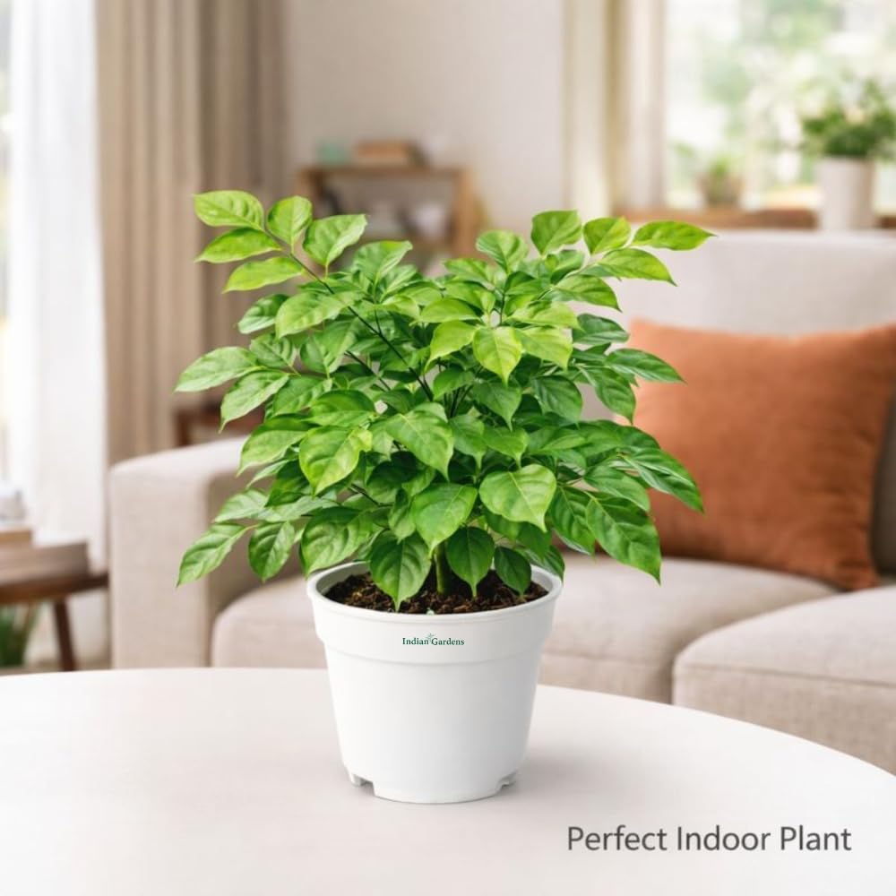 Indian Gardens – China Doll Indoor Live Plant | 4 Inch Pot | Lush Green Decorative Houseplant | Easy to Grow | Ideal for Indoor Home Decor Plant