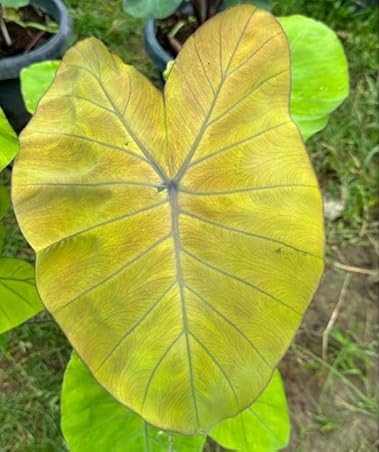 Colocasia Canary