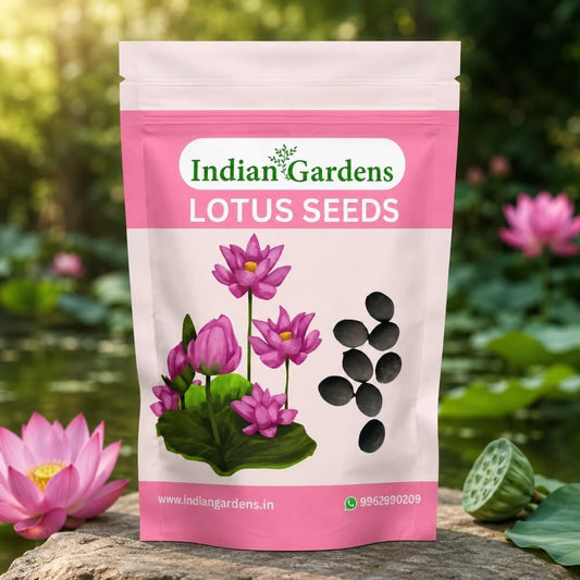 Lotus Seed for Planting ( Pack of 20 ) Lotus Flower Seeds for Home Decor.