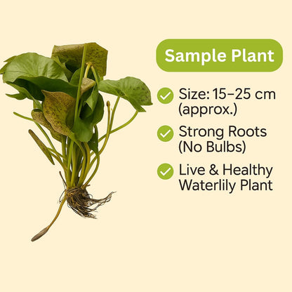 Waterlily ( Orange with White ) ( Code 5 )