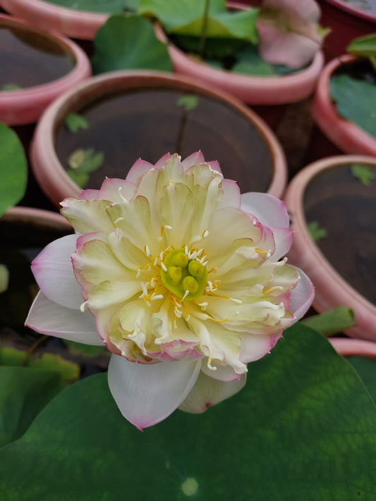 Adhmiya Lotus ( code 69 )