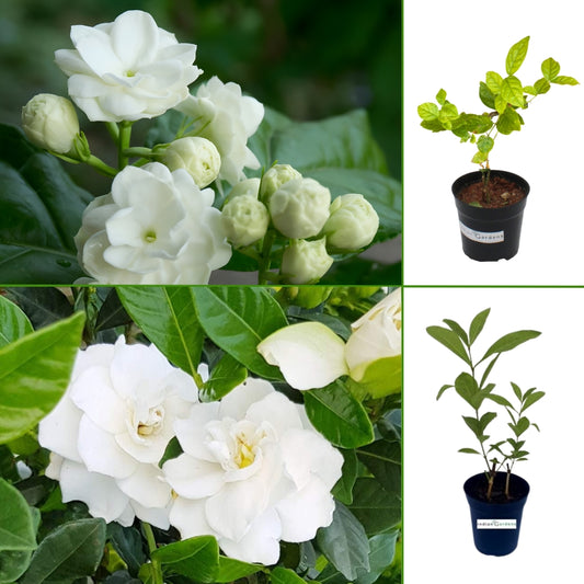 3 layer & Parichatham