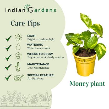 Money Plant with Premium Pot Indoor Plant