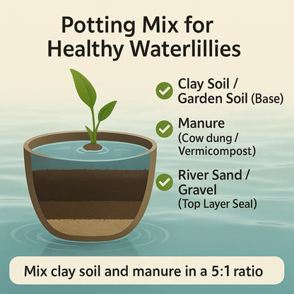 Waterlily ( Orange with White ) ( Code 5 )