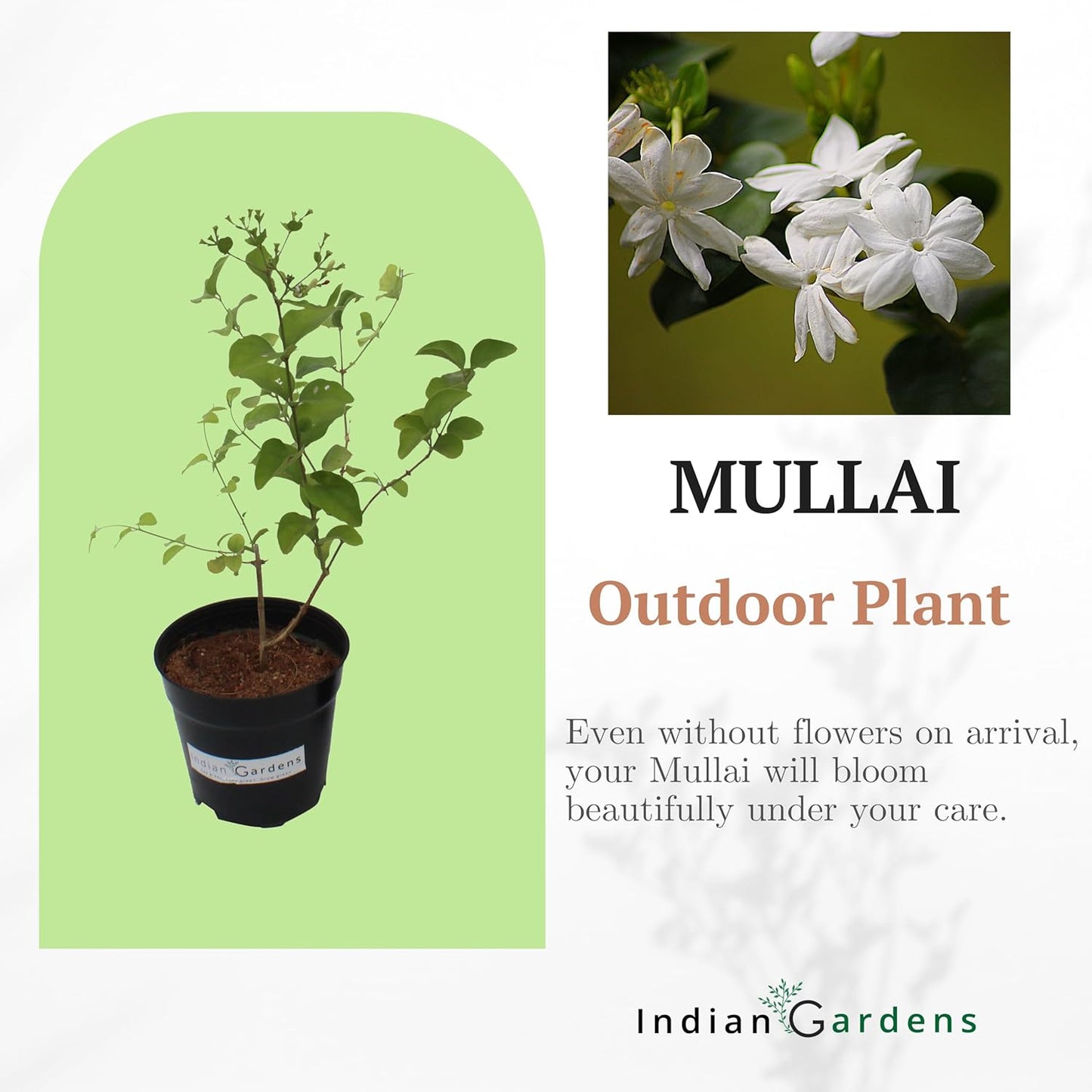 Mullai Plant