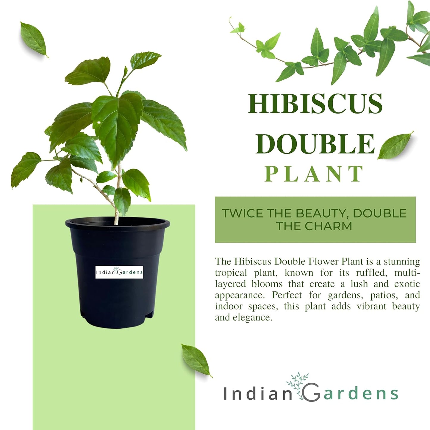 Hibiscus Double